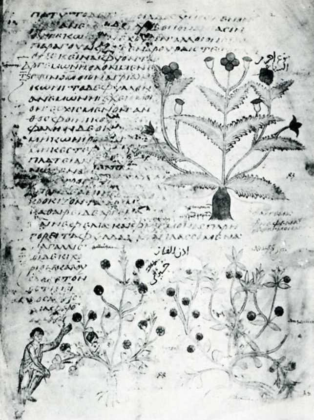 801-900 Plantes medicinales representees dans un manuscrit grec du IXe .jpg